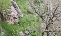 Mardin'de mahsur kalan keçileri itfaiye kurtardı