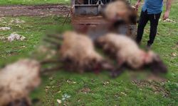 Mardin'de yıldırım düşmesi sonucu 8 küçükbaş hayvan telef oldu