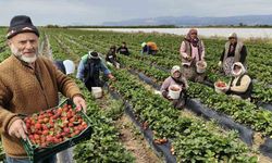 Mersin'de açıkta çilek hasadı başladı: İç pazarda kilogramı 65 ile 75 TL arasında