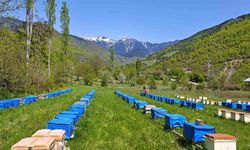 Mevsim normallerinin altında seyreden hava sıcaklığı arıcıları vurdu, uzmanlardan kritik uyarı