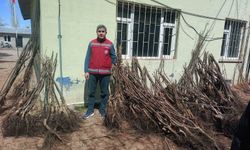 Muradiye'de yüzde 90 hibeli 50 bin adet meyve fidanı dağıtımı yapıldı