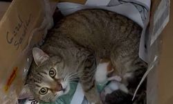 Okulun maskot kedisi yavrularını öğretmenler odasına taşıdı