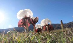 Oltu'da kurt kulakları meraları süslüyor