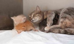 Ölümden dönen yavru kedilere süt anne kucak açtı