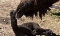 Ormanya'da doğan yavru deve için renkli kutlama