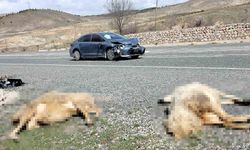 Otomobil koyun sürüsüne daldı: 9 koyun telef oldu
