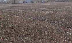 Özalp'te baharın müjdecisi çiğdemler açtı