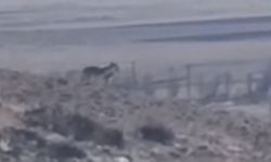 Özalp'te sürüye saldırmak için fırsat kollayan kurtlar görüntülendi