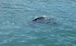 Rize'de nadir görülen deniz kaplumbağası balıkçının kamerasına yansıdı