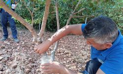 Sakız'dan farklı ürünler üretilmeye başlandı