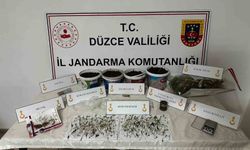 Saksıda kenevir yetiştiren şahıs gözaltına alındı