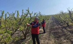 Salihli'de meyve üreticilerine 'Çil ve filiz güvesi' uyarısı