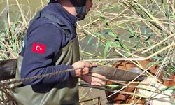 Şanlıurfa'da tahliye kanalına düşen 2 inek kurtarıldı