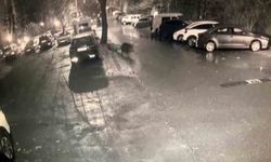 Sarıyer'de aç kalan domuzlar hastane yakınına kadar geldi