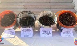 Sason'da endemik bitki operasyonu: 4 kişiye 2 milyon 8 bin lira ceza