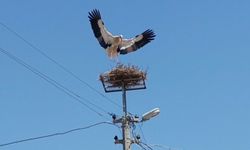 Sazlı'da leylekler yeni yuvasına kavuştu