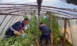 Serayı uyuşturucu tarlasına çevirmiş