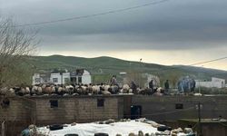 Siirt'te araçlar sel sularında kayboldu, onlarca hayvan telef oldu