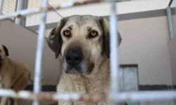 Şikayetler 100'den 20'ye indi: Başiskele'de sokak hayvanı şikayetleri büyük oranda düştü