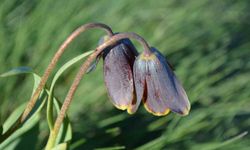 Simav Dağı rengârenk ters lalelere ev sahipliği yapıyor