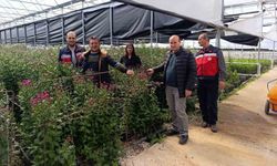 Simav'daki seralarda domatese alternatif kesme çiçek üretimi