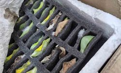 Sınır kapısında tropikal kelebek pupası ele geçirildi