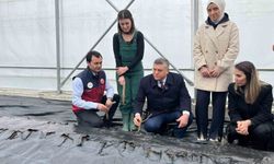 Sinop'ta IPARD desteğiyle kurulan serada ilk gül fidanları toprakla buluştu
