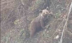 Sinop'ta yavru ayı yolda görüntülendi