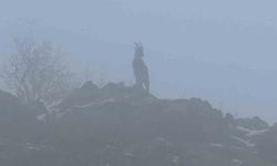 Sisli havada dağ keçileri eşsiz görüntüler oluşturdu