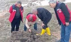 Süne mücadelesi için ilkbahar kışlak sürveyleri yapıldı
