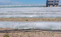 Tarım ve Orman Bakanlığından, bir çiftçinin satamadığı kıvırcıkların koyunlara yem edildiği iddialarına yalanlama