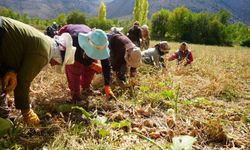 Tarım yatırımlarına yüzde 70'e varan hibe desteği