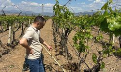 TARİŞ'ten bağlara yakın takip