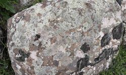 Taşların üzerindeki yosunları kına gibi kullanıyorlar