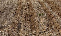 Tekirdağ'da ayçiçeği tohumları anıza ekim yöntemiyle toprakla buluştu