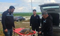 Tekirdağ'da ölü bulunan caretta caretta incelemeye alındı