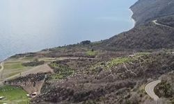 Tekirdağ'da pelikanların senkronize uçuşu görsel şölen sundu