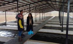Tercan'da alabalık üretim tesisine denetim