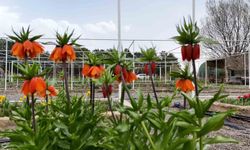 Ters laleyi koparmanın cezası 700 bin lira: Yılda sadece 20 gün yaşıyor