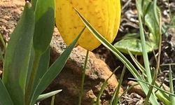 Ters laleyi koparmanın cezası 700 bin TL