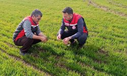 Tomarza'da zirai don uyarısı sonrası saha kontrolleri devam ediyor