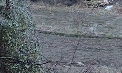 Tortum'da nesli tükenme tehlikesinde olan vaşak görüntülendi