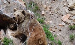 Tunceli'de ayı ve yavrusu dron ile görüntülendi