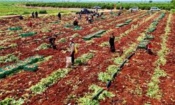 Turfanda patateste hasat başladı