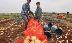 Türkiye'nin Suriye sınırında bereketli soğan hasadı