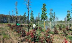 Üretim fidanlığında bitkiler hastalıklara karşı korumaya alındı