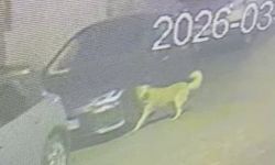 Üsküdar'da sokak köpekleri paniğe neden oldu: Başıboş sürünün bir araca zarar verdiği anlar kamerada