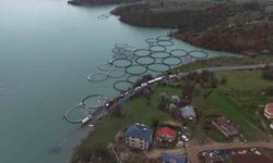 Uzunçayır Baraj Gölü'nde bir ilk: 1 buçuk milyon yavru alabalık su ile buluştu