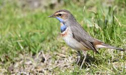 Van Gölü havzası göçmen kuşlarla renklendi