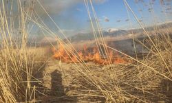 Van'ın Muradiye ilçesinde sazlık yangını